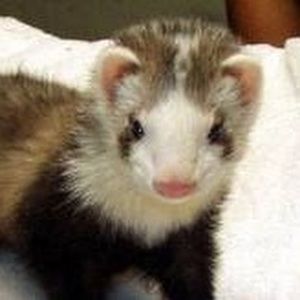 Meet your Posher, Jake